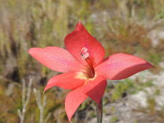 Gladiolus priorii