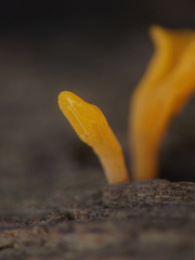 Dacrymyces spathularia