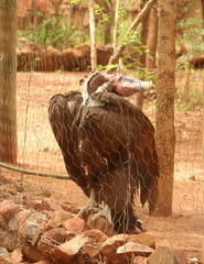 Torgos tracheliotos