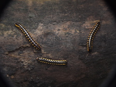 Asiomorpha coarctata