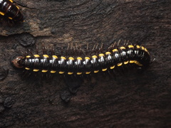 Asiomorpha coarctata