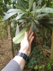 Pseudopanax chathamicus