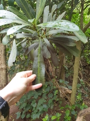 Pseudopanax chathamicus