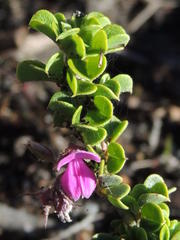 Indigofera candolleana