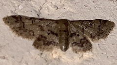 Idaea pervertipennis