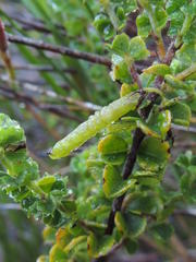 Indigofera candolleana