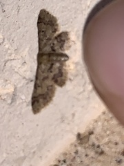 Idaea pervertipennis