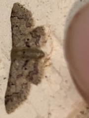 Idaea pervertipennis