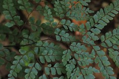Adiantum formosum