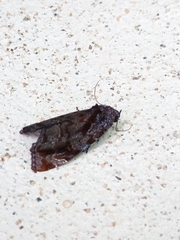 Drobeta