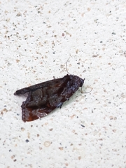 Drobeta