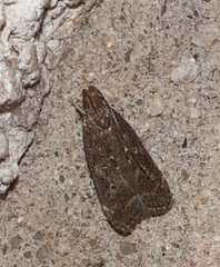 Helcystogramma melantherella