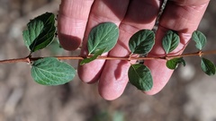 Symphoricarpos rotundifolius parishii