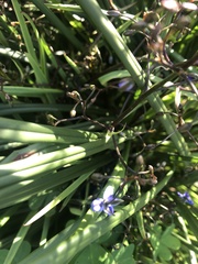 Dianella brevicaulis