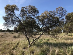 Eucalyptus incrassata