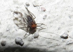 Psocinae