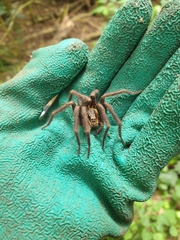 Dolomedes schauinslandi