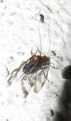 Psocinae