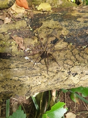 Dolomedes schauinslandi