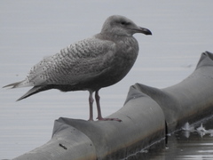 Larus glaucescens × hyperboreus