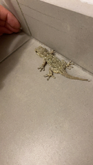 Tarentola mauritanica