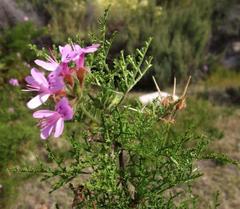 Pelargonium denticulatum