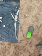 Hydrophis schistosus