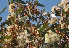 Eucalyptus incrassata