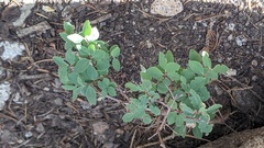 Symphoricarpos rotundifolius parishii