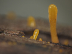 Dacrymyces spathularia