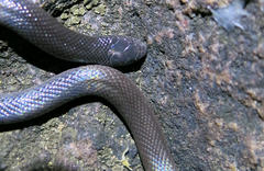 Atractaspis bibronii