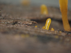 Dacrymyces spathularia