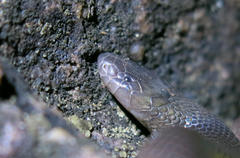 Atractaspis bibronii