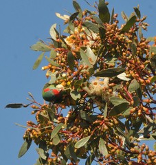 Eucalyptus incrassata