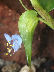 Commelina diffusa