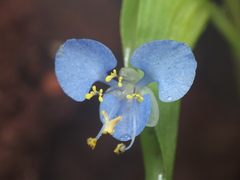 Commelina diffusa