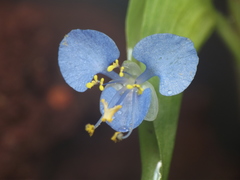 Commelina diffusa
