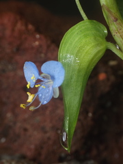 Commelina diffusa