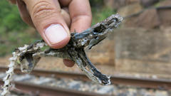 Dendroaspis polylepis