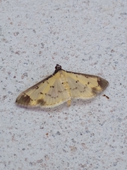 Eulepte gastralis