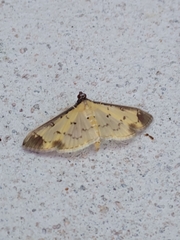Eulepte gastralis