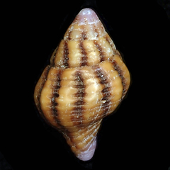 Peristernia reincarnata