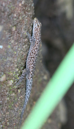 Lygodactylus soutpansbergensis