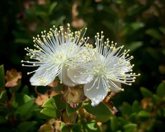 Myrtus communis