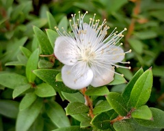 Myrtus communis