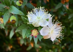 Myrtus communis