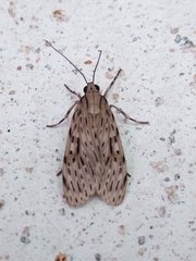 Eucereon erythrolepsis