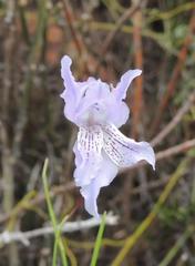 Gladiolus gracilis