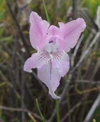 Gladiolus gracilis