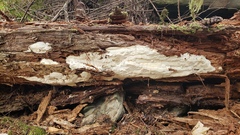 Antrodia heteromorpha